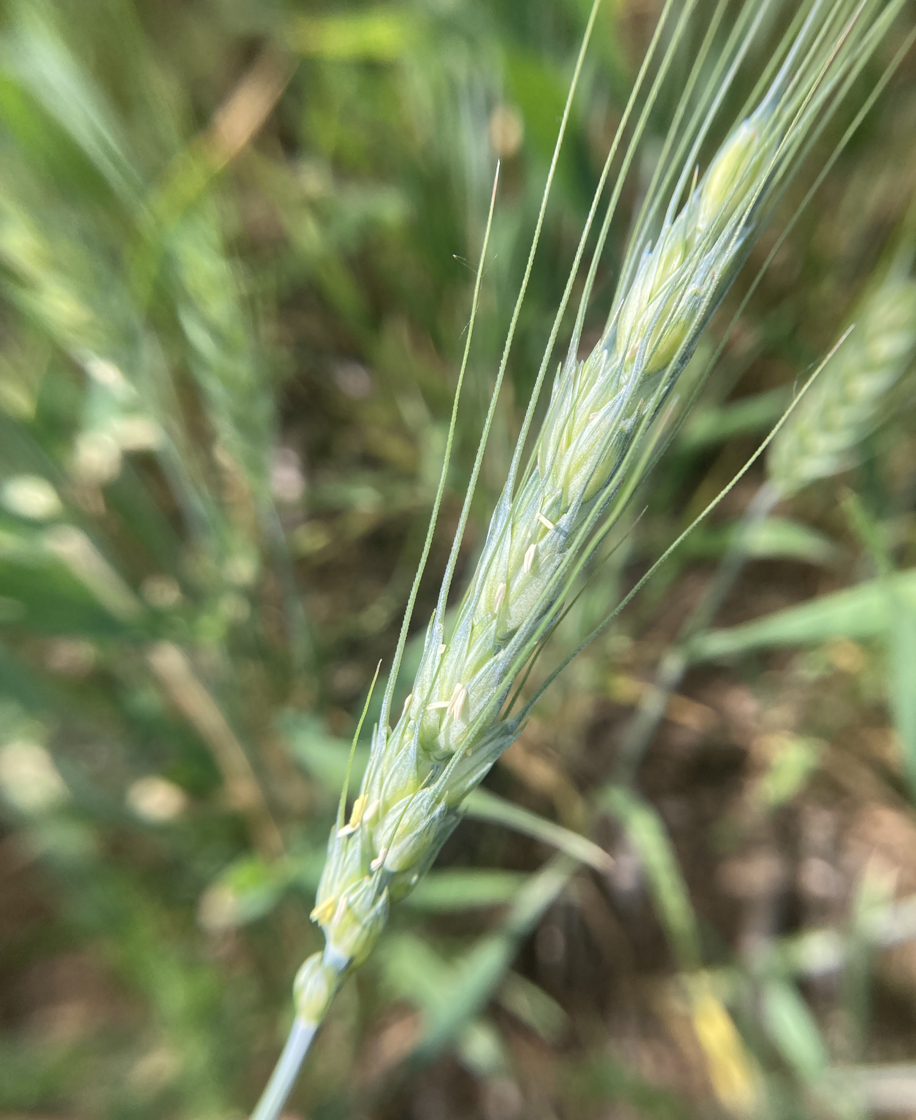 A green head of wheat. 